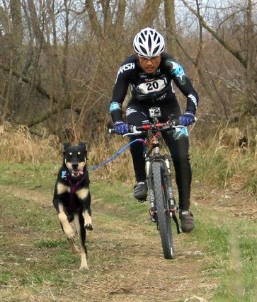 Ontheffing trekhondenverbod