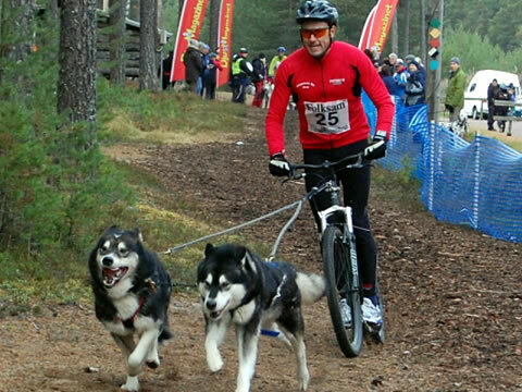 Bike/Skijöring/Steppen