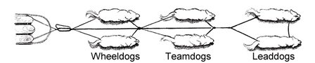 Treklijnen sectie vanaf 3 honden