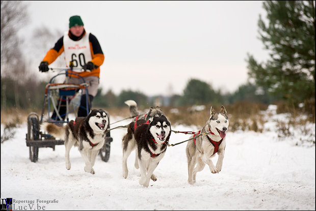 gangline 3-4 hunde