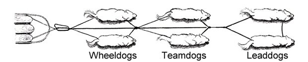 Treklijnen sectie voor 3-4 honden