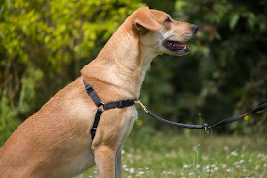 original anti-trektuig - Sledehondensport & CaniCross & met je hond