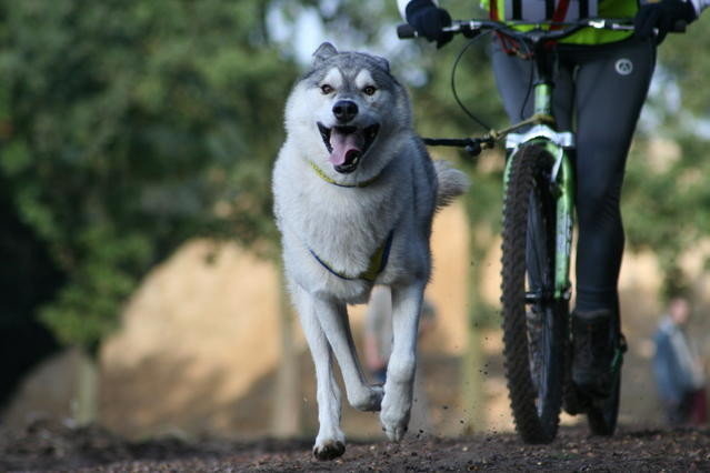 Steppen met hond! - Sledehondensport CaniCross & Steppen je hond