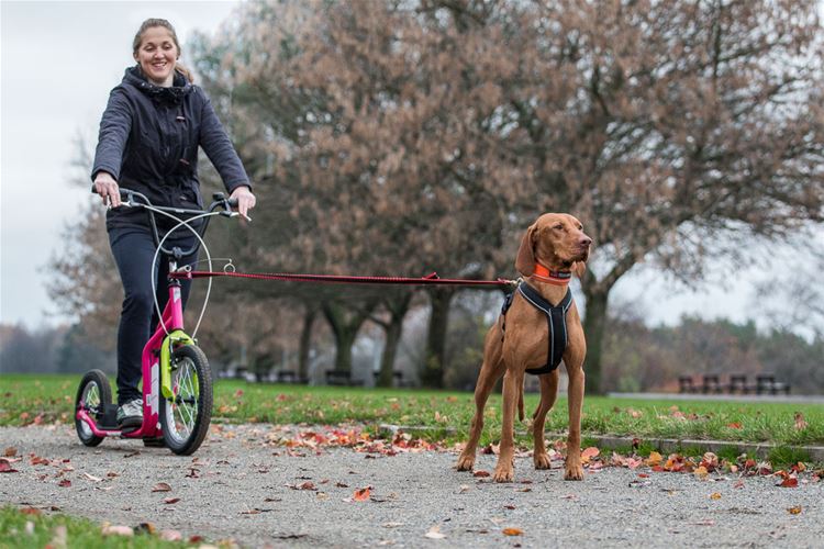 Yedoo-New-Mezeq-Step-V-brake Sledehondensport & CaniCross & Steppen je hond